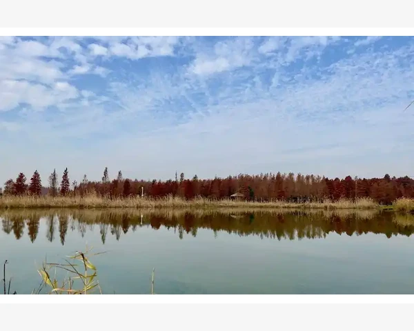 中药祛湿气的功效与方法
